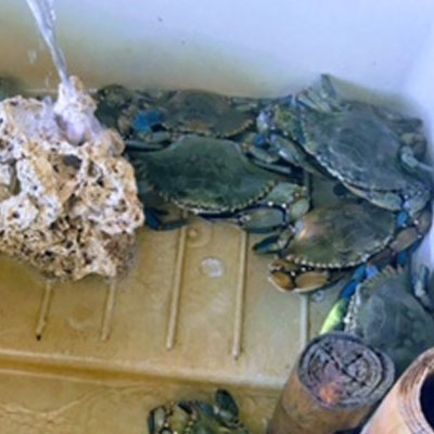 Blue Crabs