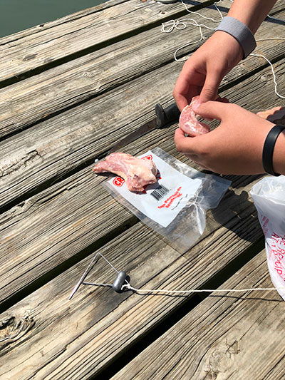 baiting blue crab hook