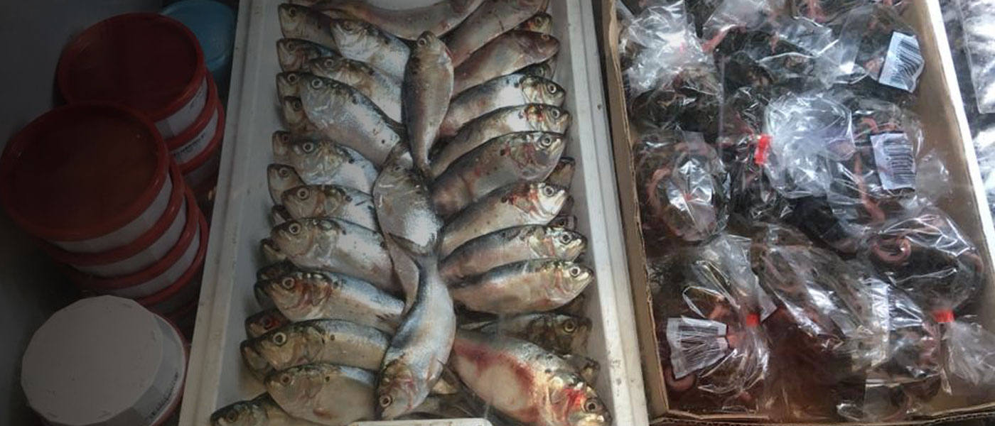 Locally Caught Live & Fresh Bait Arriving Daily!